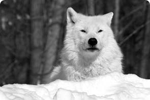 : arcticwolf.jpg