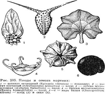   (Chenopodiaceae)